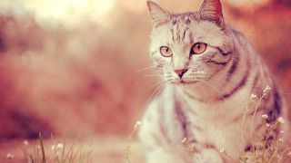 Cat flower field pastel sunset - a field of flowers and grass free wallpaper