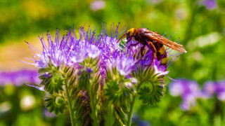 Bee purple flower grass bokeh - visible free wallpaper
