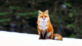 Red fox snow night star - a red fox free wallpaper