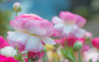 Pink white hydrangea lily bokeh - a close up of a bunch free wallpaper