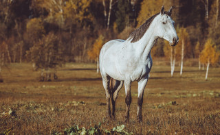 White horse field trees grass - a few yellow leaf free wallpaper