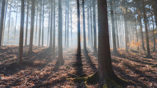 Forest sunbeam autumn leaves city - sun free wallpaper for desktop