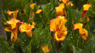 Flower water droplets summer vibrancy - petal free wallpaper