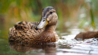Duck water reeds outdoors photorealistic - a duck free wallpaper