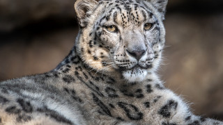 Snow leopard serious look blurred - a snow leopard free wallpaper