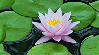 Pink water lily pond lilypads - free nature wallpaper