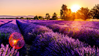 Lavender field sunset trees autumn - the background and trees free wallpaper