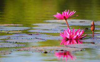 Pink flower pond lilies tranquil - water lily free wallpaper