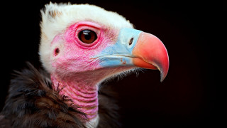 Bird beak portrait black background - beak free wallpaper
