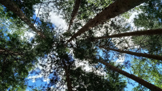 Forest trees sky autumn leaves - tall tree free wallpaper