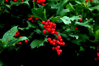 Bush berries green leaves macro 2 - a bush free wallpaper