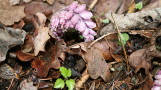 Small purple flower woods sunny - simple form free wallpaper