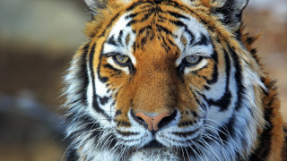 Tiger orange black face nose - a tiger free wallpaper