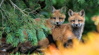 Foxes woods primitivism wildlife puzzle - the wood together free wallpaper