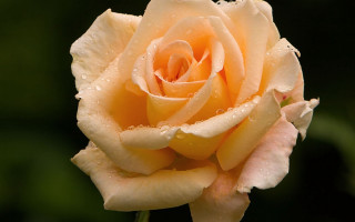 Yellow rose water droplets leaves - a green leafy area in the foreground free wallpaper