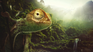 Chameleon forest waterfall bird light 2 - digital painting free wallpaper