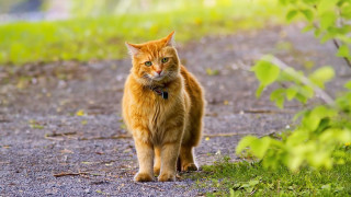Cat path grass dirt greenbush - a collar free wallpaper