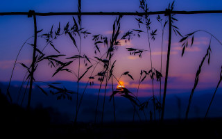 Sunset fence tallgrass blue sky - a fence free wallpaper