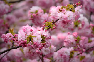 Pink sakura flower tree miku - the middle of its free wallpaper
