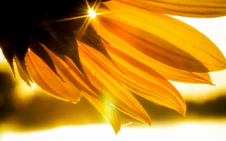 Sunflower sunshine petals water blurry - a sunflower free wallpaper
