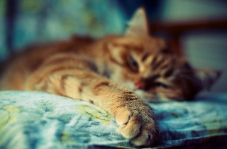 Cat bed pillow closed eyes - the pillow free wallpaper