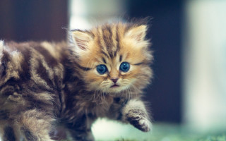 Small kitten blue eyes running - the camera len free wallpaper
