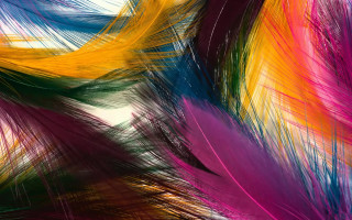 Colorful feathers abstract brushstrokes fireworks - feather free wallpaper