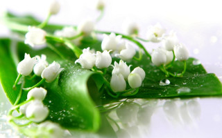 Daisy hydrangea lily water droplets - a leafy plant free wallpaper