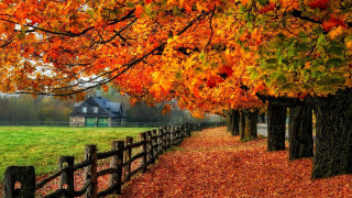 Fence tree house autumn leaves - a fence free wallpaper