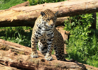 Leopard log zoo forest nature - in a zoo enclosure free wallpaper