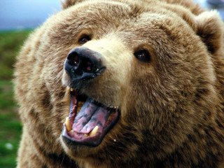 Brown bear open mouth teeth - a large brown bear free wallpaper