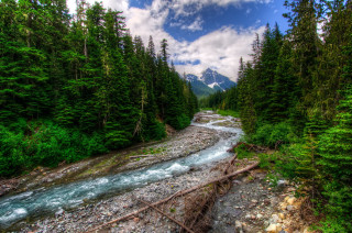 River forest rocks evergreens mountain - river free wallpaper for desktop