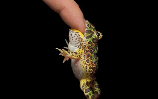 Small frog finger black background - hyperrealistic free wallpaper