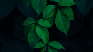 Green thin leaves dark background - a green leafy plant free wallpaper