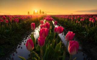 Pink tulips sunset stream landscape - pink tulip free wallpaper