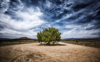 Lone tree desert cloudy sky - under a cloudy sky free wallpaper