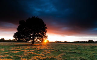 Tree sunset clouds field landscape - a tree in a field free wallpaper