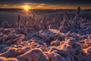 Sunset snowy trees crepuscular rays - crepuscular ray free wallpaper