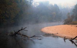River trees fog logs environmental - volumetric fog free wallpaper