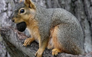 Squirrel eating cherry blossoms outdoors - free textures wallpaper