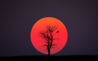Red sky bird torii moon - bernd fasching free wallpaper