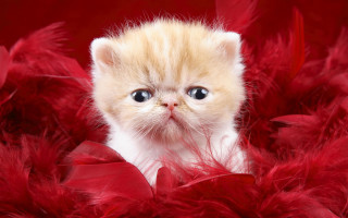 Kitten blue eyes red feathers 2 - a pile free wallpaper for desktop