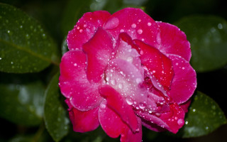 Pink flower water droplets macro 35 - the petal free wallpaper