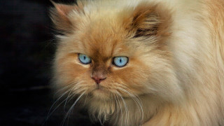 Serious cat blue eyes closeup - its face and head free wallpaper