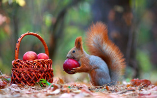Squirrel apple basket woods autumn 2 - apple free wallpaper