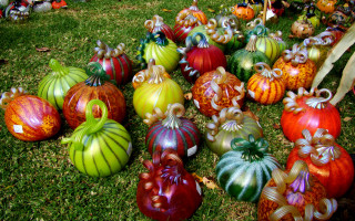 Pumpkins grass vibrant harvest art - fall vibrancy free wallpaper