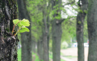 Tree green leaf park fairy - free forest wallpaper