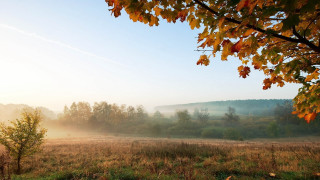Autumn foggy sky tree leaves 2 - a foggy sky in the background free wallpaper