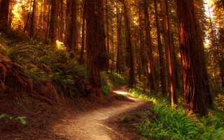 Forest path trees ferns sunset - forest free wallpaper for desktop