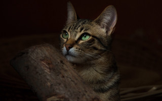 Cat green eyes sitting on - a tree branch free wallpaper for desktop